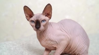 Kanada Sphynx 'i. Kılsız kedi cini. hipoalerjenik hayvan. 
