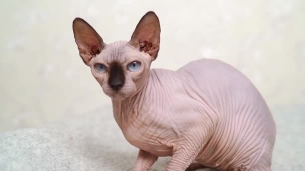 Esfinge canadense. raça de gato sem cabelo. animal de estimação hipoalergénico. — Vídeo de Stock