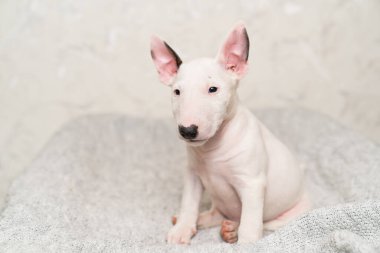 Gri battaniyeli şirin bir köpek yavrusu.. 