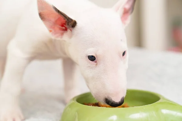 Een mini stier terriër puppy eet speciaal eten uit een groene kom. — Stockfoto