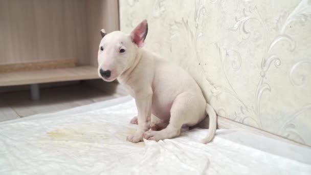 Minik bir teriyer köpeği tek kullanımlık bebek bezine oturur. — Stok video