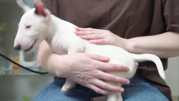 Un mini chiot taureau terrier dans les bras d'une femme en jean. — Video