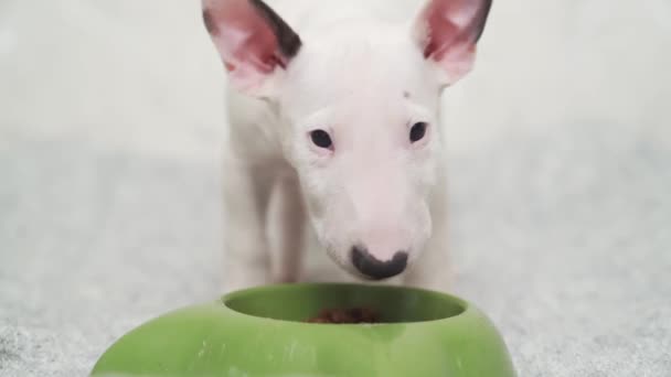 A mini bull terrier szczeniak zjada specjalne jedzenie z a zielony misa. — Wideo stockowe