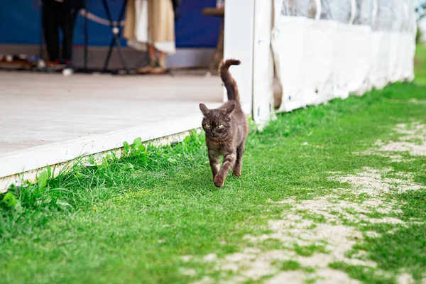 Um gato preto vadio caminha em um gramado verde. — Fotografia de Stock