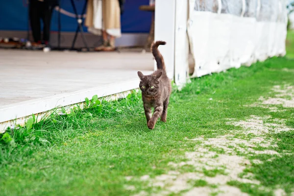 A stray black cat walks on a green lawn. Royalty Free Stock Photos