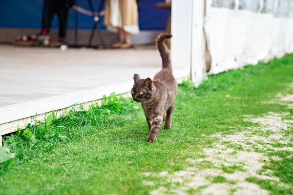 Um gato preto vadio caminha em um gramado verde. — Fotografia de Stock