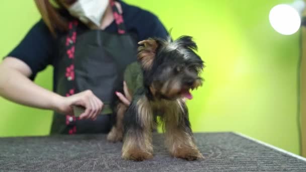 Groomer peina el peine de Yorkshire Terrier. — Vídeos de Stock