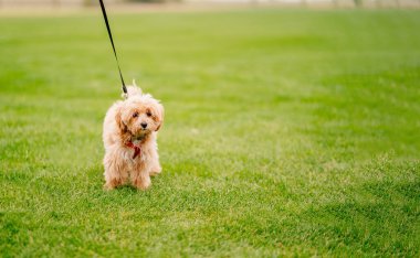 Yavru köpek yavrusu Maltipoo çimenlerde tasmayla yürüyor..