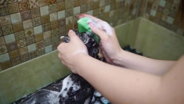 Groomer se baña en la ducha de Yorkshire Terrier — Vídeos de Stock