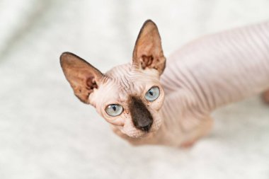 Kanada Sphynx 'i. Kılsız kedi cini. hipoalerjenik hayvan. 