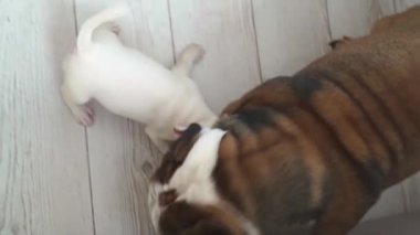 Küçük bir teriyer köpeği yetişkin bir İngiliz bulldoguyla oynar.. 
