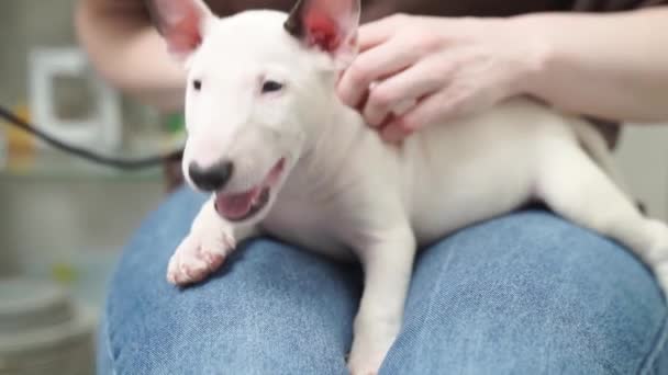 Een mini stier terriër puppy in de armen van een vrouw in jeans. — Stockvideo