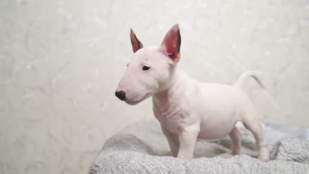 Bonito mini bull terrier filhote de cachorro em um cobertor cinza. — Vídeo de Stock