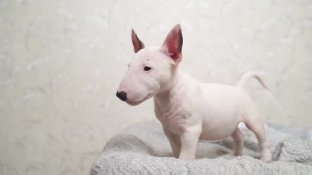 Söt mini tjur terrier valp på en grå filt. — Stockvideo