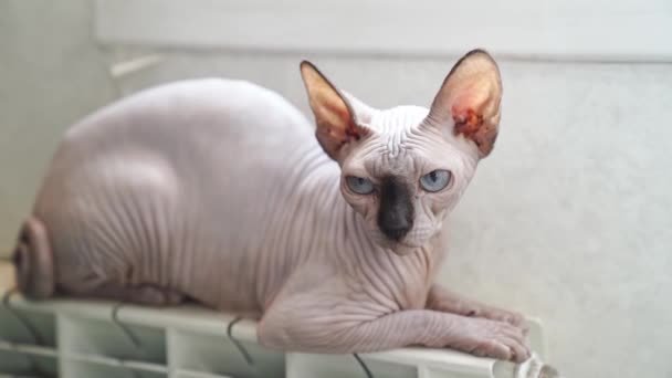 Un chat sans poils de la race Canadian Sphynx dort sur un radiateur chauffant. — Video