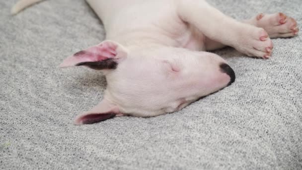 Een mini stier terriër puppy slaapt op een grijze ruit — Stockvideo