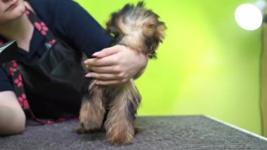 Groomer, Yorkshire Terrier 'ın saç kurutma makinesiyle kuruyor.