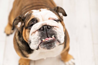 İngiliz Bulldog 'u. Evde büyük bir safkan köpek var..