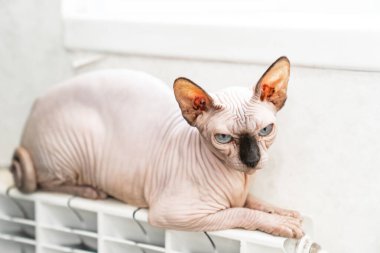Kanadalı bir Sphynx cinsinin tüysüz kedisi ısıtma kaloriferinde uyur.. 