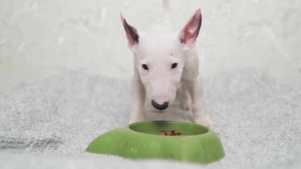Un mini taureau terrier chiot mange des aliments spéciaux d'un bol vert. — Video