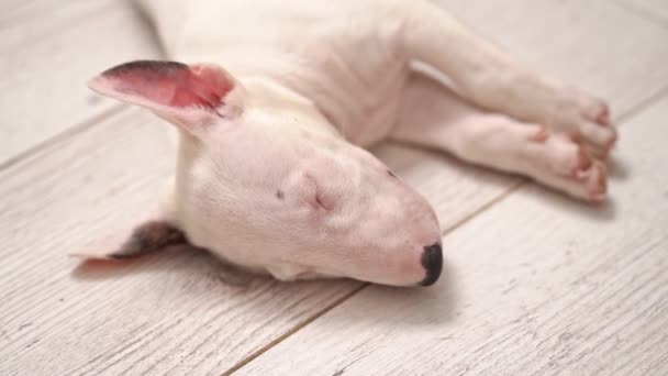 Een mini stier terriër puppy slaapt op de vloer. — Stockvideo