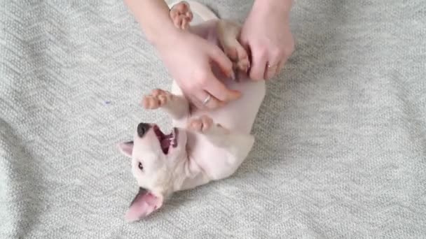 Руки играют и инсульт животик мини бультерьер щенок лежал на спине на одеяло. — стоковое видео