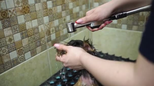 Groomer baadt in de douche van Yorkshire Terrier — Stockvideo