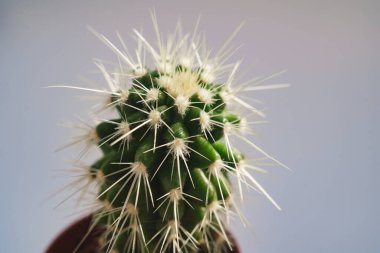 Üst Manzara. Gri arka planda küçük bir saksı kaktüsü. ev bitkileri.