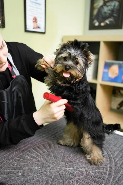 Peines de peluquería por cepillo de Yorkshire Terrier después de lavar —  Fotos de Stock