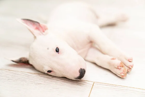 A mini bull terrier pueps on the floor. — стоковое фото