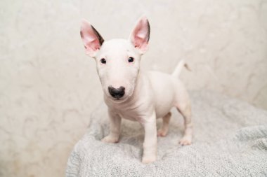 Gri battaniyeli şirin bir köpek yavrusu.. 