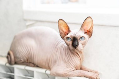 Kanadalı bir Sphynx cinsinin tüysüz kedisi ısıtma kaloriferinde uyur.. 
