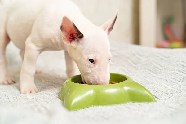 Een mini stier terriër puppy eet speciaal eten uit een groene kom. — Stockfoto