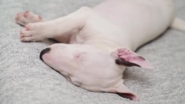 Mini bir teriyer köpeği gri bir ekose üzerinde uyur.