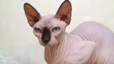 Kanada Sphynx 'i. Kılsız kedi cini. hipoalerjenik hayvan. 