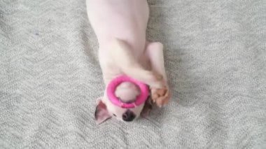 Gri bir battaniyede oyuncak oynayan şirin bir köpek yavrusu.. 