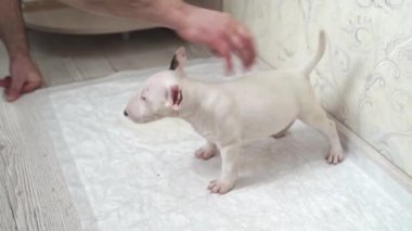 Erkekler tek kullanımlık bebek bezine küçük bir teriyer köpeği koyar. 