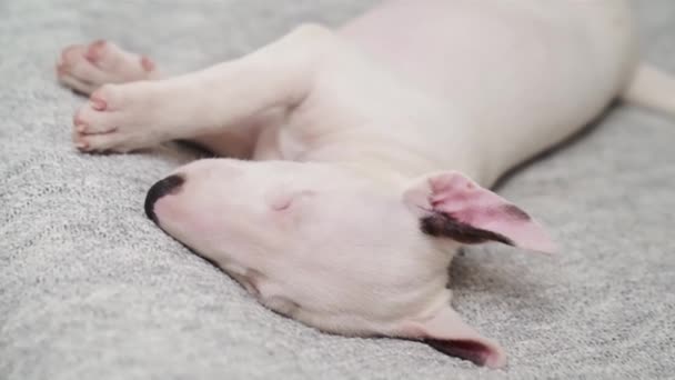 Un mini taureau terrier chiot dort sur un plaid gris — Video