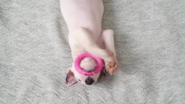Schattig mini bull terrier puppy spelen met speelgoed op een grijze deken. — Stockvideo