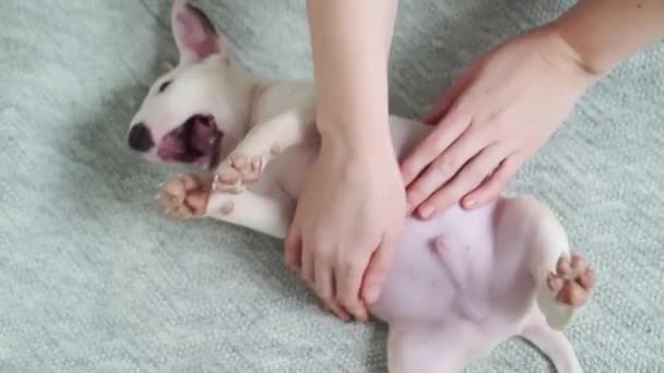 Руки гладят животик мини-щенка-бультерьера, лежащего на его спине на сером одеяле. — стоковое видео