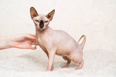 Kanadalı bir Sphynx 'i elle okşadı. Kılsız kedi cini. hipoalerjenik hayvan. 