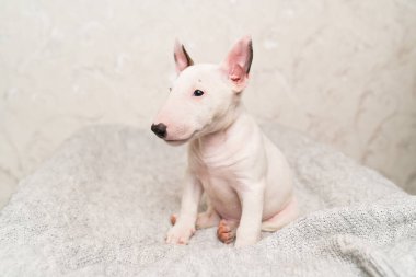 Gri battaniyeli şirin bir köpek yavrusu.. 