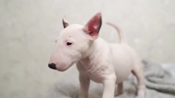 Carino mini bull terrier cucciolo su una coperta grigia. — Video Stock