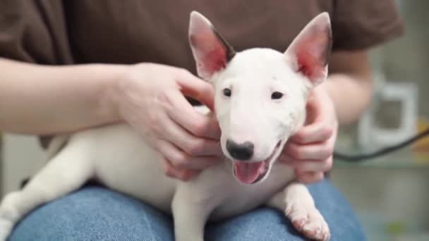 Egy mini bika terrier kiskutya egy farmerruhás nő karjaiban. — Stock videók