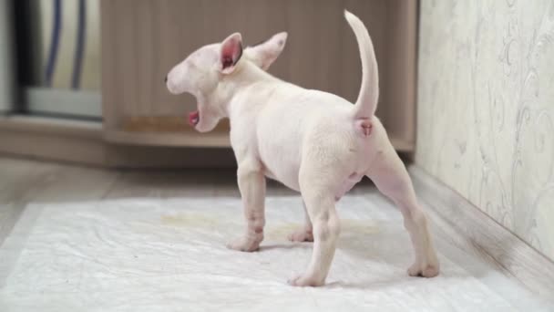 Tek kullanımlık bebek bezine takılmış bir köpek yavrusu. — Stok video