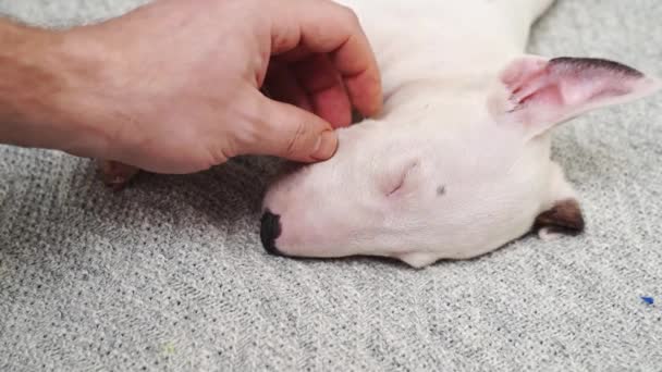 Uma mão de homem acaricia um filhote de cachorro mini bull terrier dormindo em um cobertor cinza — Vídeo de Stock