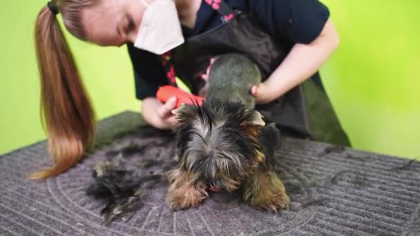Groomer cortes de Yorkshire Terrier por máquina de corte de cabelo para animais. — Vídeo de Stock