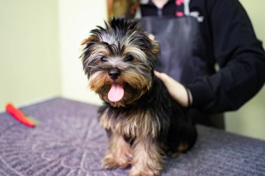 Yorkshire Teriyeri 'nin bakıcısı. Evcil hayvan dükkanında figüranlar.