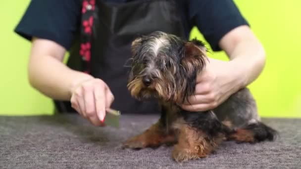 Suszarka do włosów i grzebienie Yorkshire Terrier po praniu — Wideo stockowe