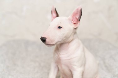 Gri battaniyeli şirin bir köpek yavrusu.. 